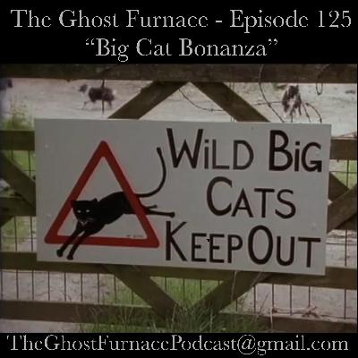 Big Cat Bonanza