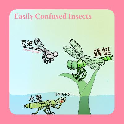 EP48 容易搞不清楚的蜻蜓與豆娘