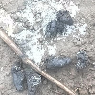 156-鳥糞戰爭