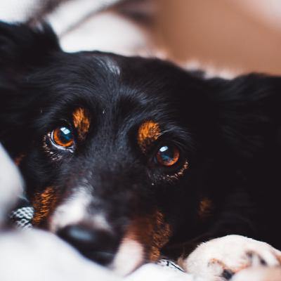 #11 人間と見える色が違う?? 犬の色覚とは