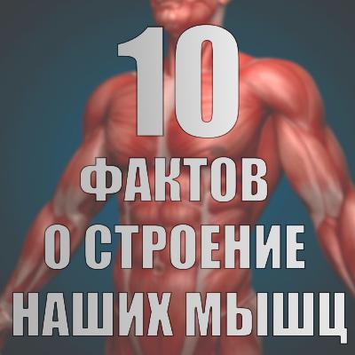 10 фактов о строение наших мышц