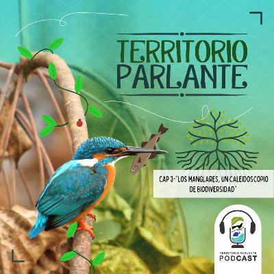 Cap 3-Temporada II: Los Manglares, un caleidoscopio de Biodiversidad. Cap 3-Temporada II: Los Manglares, un caleidoscopio de Biodiversidad.