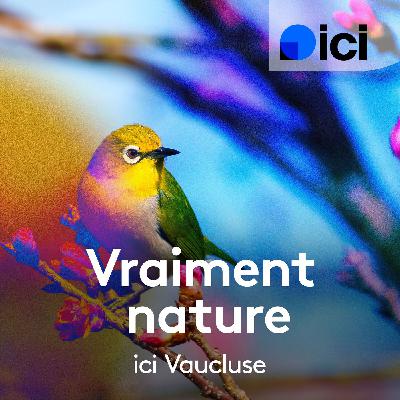 Quels champignons poussent sur le Mont Ventoux ?