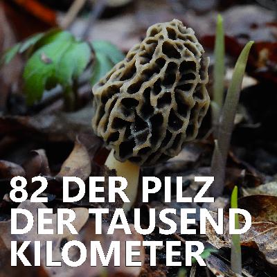 #82 Der Pilz der tausend Kilometer
