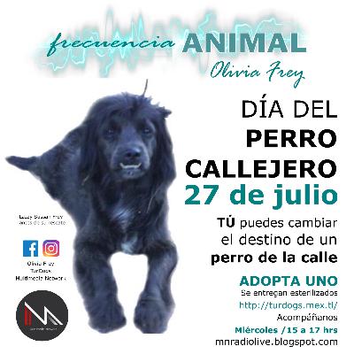 FRECUENCIA ANIMAL 14 CON OLIVIA FREY, CELEBRANDO EL DÍA DEL PERRO CALLEJERO