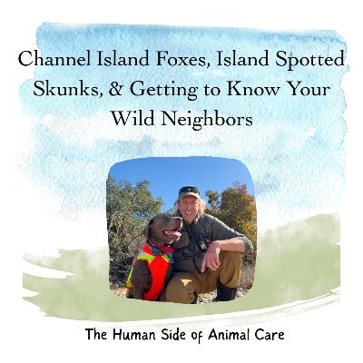 Channel Island Foxes, Island Spotted Skunks, & Getting to Know Your Wild Neighbors