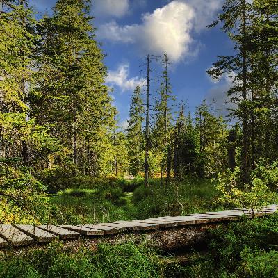 Wälder, Moore und wasserdurchlässige Flächen für den Klimaschutz