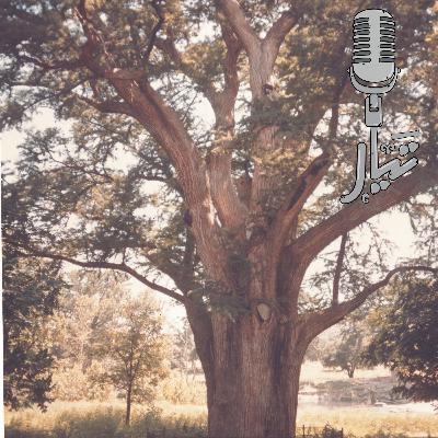 1: قصة اول معقبة سعودية ومكتب الوارفة