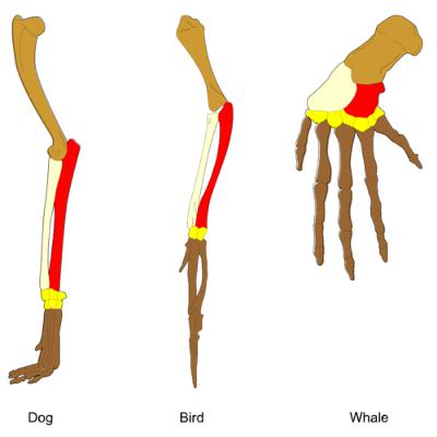 Homology Homology
