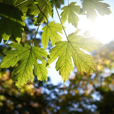 Welche Ahornbäume super für kleine Gärten sind