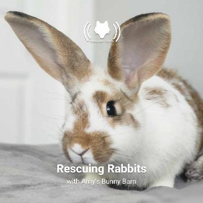 Rescuing Rabbits with Amy's Bunny Barn