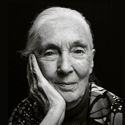 Hope in the Mist: Tribute to Jane Goodall & Other Stories from the Wild