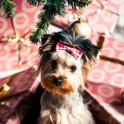 Reyes Magos para mascotas