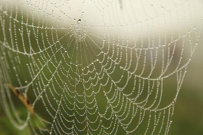 Insect update: Creepy crawlies in the home, Fall is time for spiders to shine