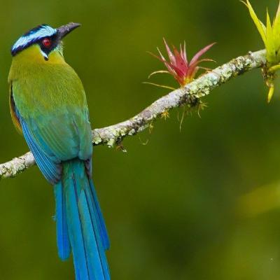 El pájaro Barranquero.