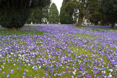 Garden Talk: Tree health and adding spring color with bulbs
