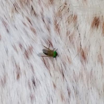 Ep. 5 Bugs and Horses