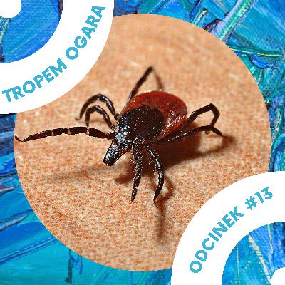 #13 Uwaga na kleszcze!