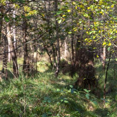 [Comment éduquer à la nature ? #2] Le collège de Cleunay s'ensauvage