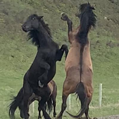 Episode 1 - The Plight of Alberta Wild Horses