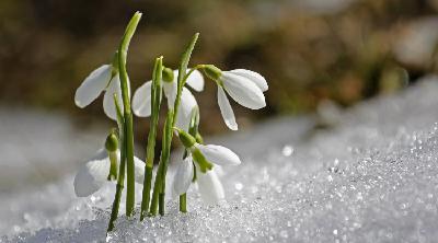Episode 268 - False Spring, False hopes Episode 268 - False Spring, False hopes