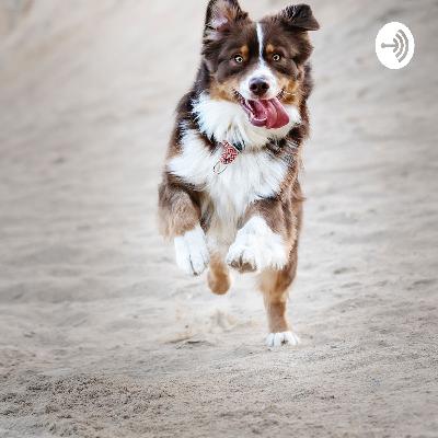 Animal Cruelty Animal Cruelty