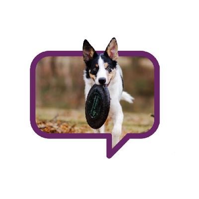 Про собачью жизнь в Германии