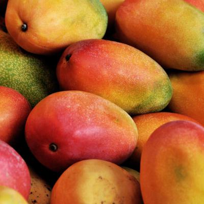 The Getty Ep 2: Mangoes The Getty Ep 2: Mangoes