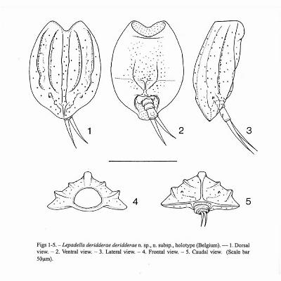Margaretha De Ridder: de toekomst van de ruimtevaart ligt misschien hier begraven