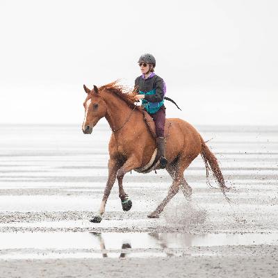 The Blame Game: How It Contributes to Horse Abuse