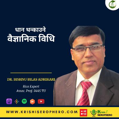 धान थन्काउने वैज्ञानिक विधि Dr. Bishnu Bilash Adhikari S02 Ep 28