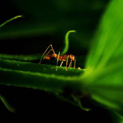 A Grasshopper And An Ant