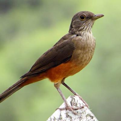 Rufous-bellied thrush (Sabiá-laranjeira) Rufous-bellied thrush (Sabiá-laranjeira)