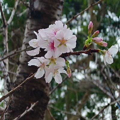 Ep536 - Diane's Tarot Diary: 我的塔羅日記🌸2026春分四季牌陣-1 Ep536 - Diane's Tarot Diary: 我的塔羅日記🌸2026春分四季牌陣-1