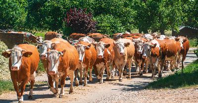 Tiere, Menschen, Emotionen – info3, Januar 2024
