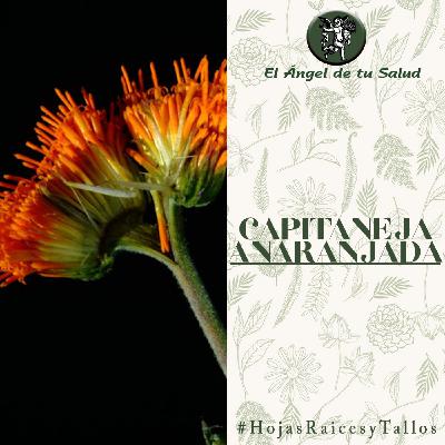 El Ángel de tu Salud - Capitaneja Anaranjada**