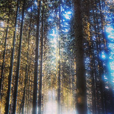 Francis Hallé : «Créer une forêt primaire, c'est bâtir une cathédrale»