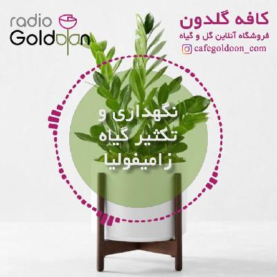 نگهداری و نحوه تکثیر گیاه زامیفولیا نگهداری و نحوه تکثیر گیاه زامیفولیا