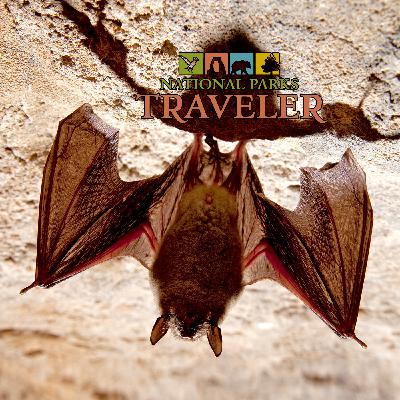 National Parks Traveler Podcast | Bats in the Parks