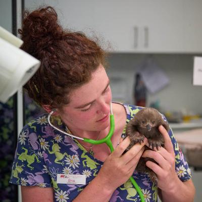 The highs and lows of being a wildlife vet with EVIE CLARKE