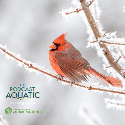 Wildlife Winter Games