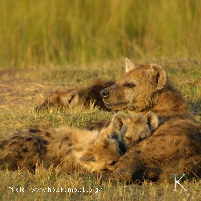 Hyenas! | With Dr. Kay Holekamp, Behavioral Ecologist Hyenas! | With Dr. Kay Holekamp, Behavioral Ecologist