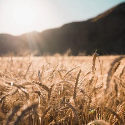 Meditación Guiada (Ejercicio para la conciencia de la respiración )