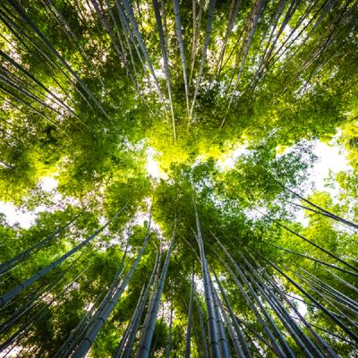 Pensez le vivant #5 - Et si la nature n'existait pas ?