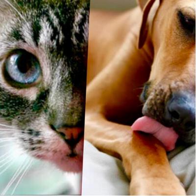 Estrés en perros y gatos Estrés en perros y gatos