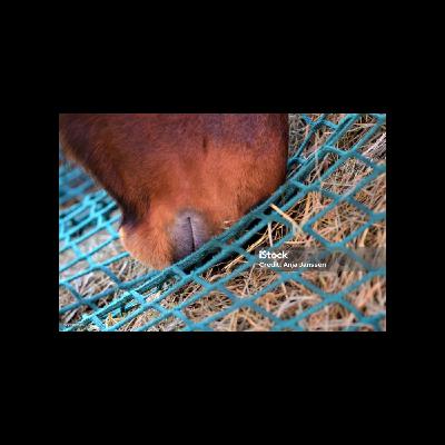 The Science of Haynets - Real Benefits and Considerations