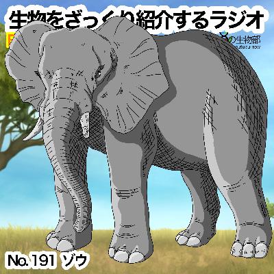 第91話:✉️「ゾウ」をざっくり紹介 第91話:✉️「ゾウ」をざっくり紹介