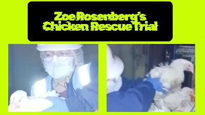 Day 1 of Chicken Rescue Trial