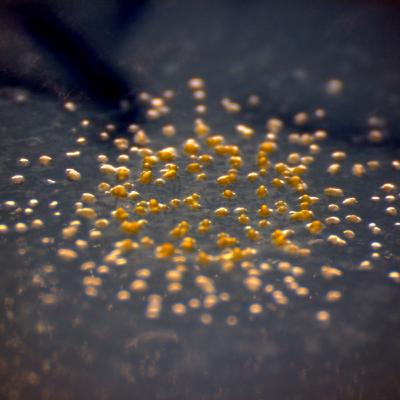 Mixobacterias: Los guardianes ocultos del agro