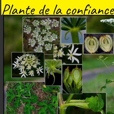 Plante de la confiance en soi Plante de la confiance en soi